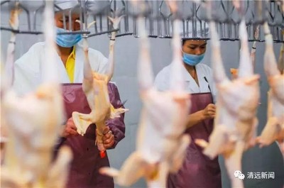 清遠34個肉菜市場劃入活禽限制區，違者最高罰款5萬元