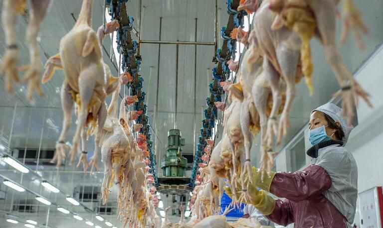 家禽屠宰現代化 肉雞脫毛機與自動化生產線的核心作用