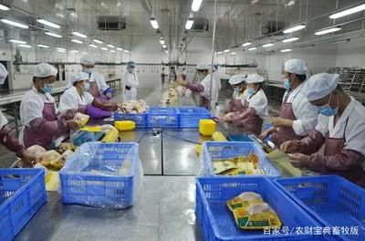 共渡難關！廣東屠宰企業伸援手，為家禽養殖戶解燃眉之急