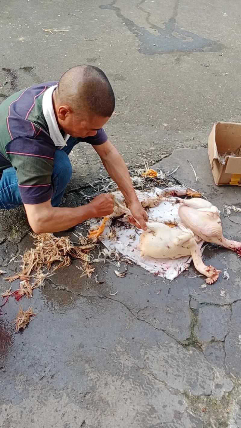 殺雞宰鴨 人間煙火里的幸福密碼