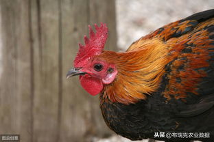 肉雞價(jià)格震蕩走低，雞蛋行情逆勢上揚(yáng)，家禽屠宰業(yè)面臨新格局