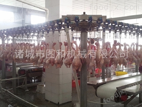 現代化家禽屠宰設備 提升效率與保障食品安全的關鍵