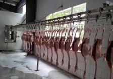 家禽屠宰 流程、挑戰與現代化管理